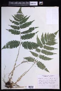 Dryopteris goldieana image