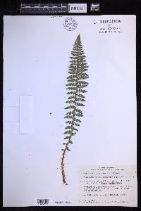 Dryopteris fragrans image