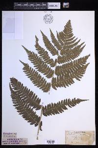 Dryopteris goldieana image