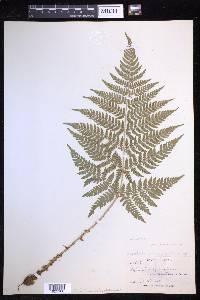 Dryopteris expansa image