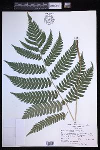 Dryopteris goldieana image