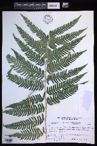 Dryopteris goldieana image