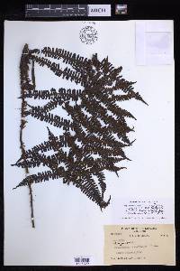 Coryphopteris multisora image