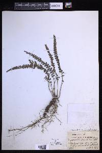 Sphaerostephanos urdanetensis image