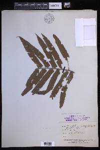 Sphaerostephanos penniger image