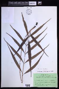 Grypothrix salicifolia image