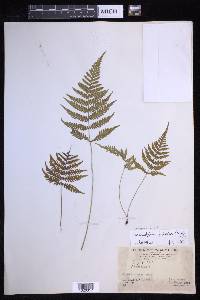 Coryphopteris japonica image