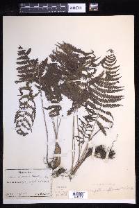 Coryphopteris nipponica image