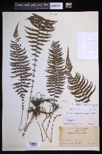 Coryphopteris nipponica image