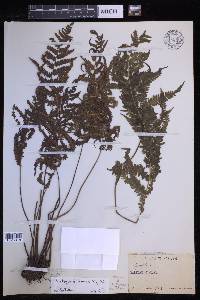 Coryphopteris japonica image