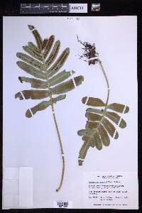 Polypodium scouleri image