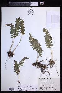 Polypodium hesperium image