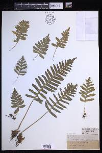 Polypodium calirhiza image