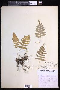 Polypodium calirhiza image