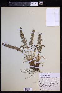 Polystichum lemmonii image