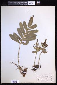 Polypodium scouleri image