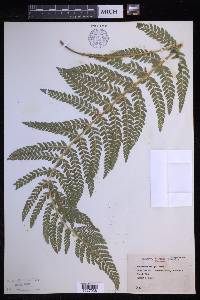 Polystichum dudleyi image