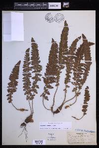 Polystichum lemmonii image