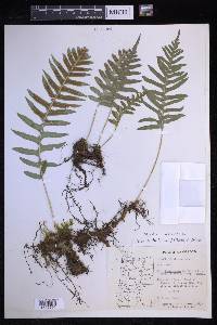 Polypodium glycyrrhiza image