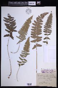 Polystichum imbricans subsp. imbricans image