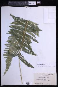 Polystichum dudleyi image