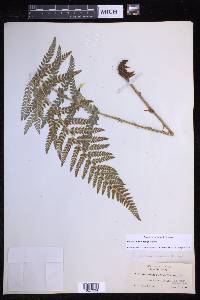 Polystichum dudleyi image