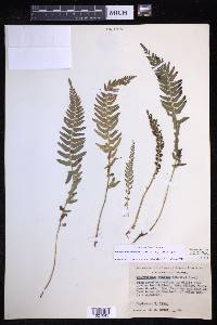 Polystichum imbricans image