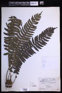 Cyclopeltis novoguineensis image