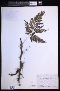 Davallia epiphylla image