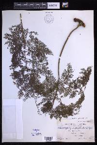 Davallia hymenophylloides image