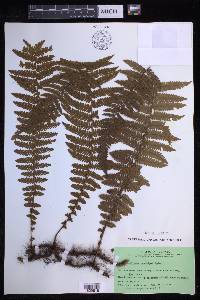 Davallia pubescens image