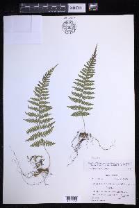 Davallia membranulosa image