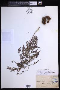 Davallia hymenophylloides image