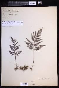 Davallia chrysanthemifolia image