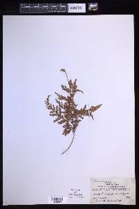 Davallia trichomanoides image