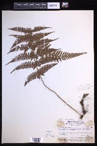 Davallia novoguineensis image