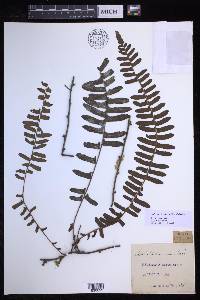 Arthropteris palisotii image