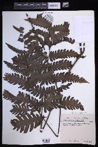 Tectaria aspidioides image