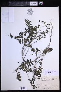 Arthropteris palisotii image