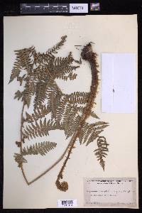 Dryopteris arguta image