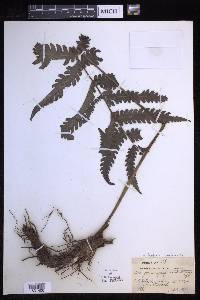 Tectaria subaequalis image