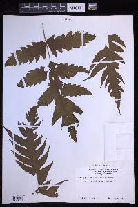 Tectaria lessonii image