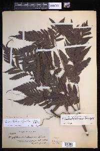 Tectaria trichotoma image