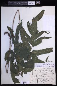 Tectaria phaeocaulis image