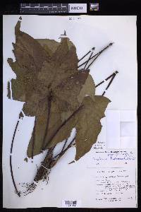 Tectaria palmata var. platanifolia image
