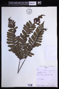 Triplophyllum securidiforme image
