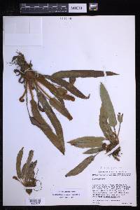 Elaphoglossum setigerum image