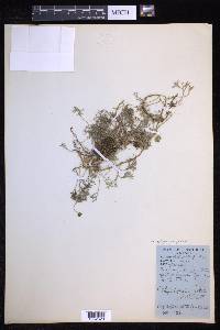 Elaphoglossum peltatum image