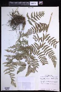 Dryopteris maxonii image