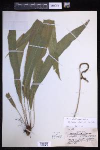 Elaphoglossum lonchophyllum image